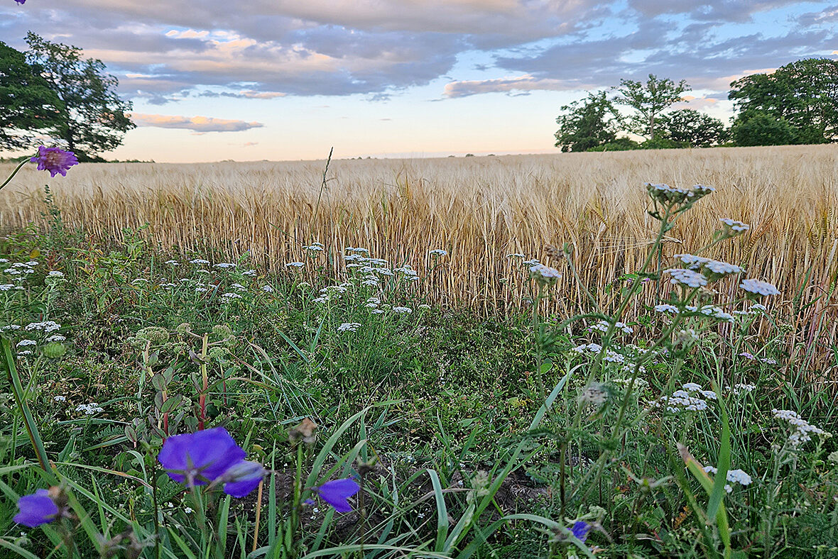 cropped-Sommar-2026.jpg